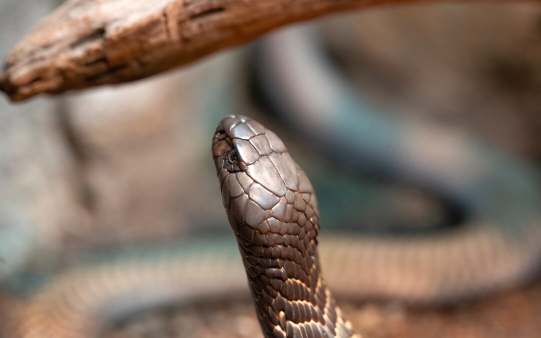 Tu mascota la serpiente
