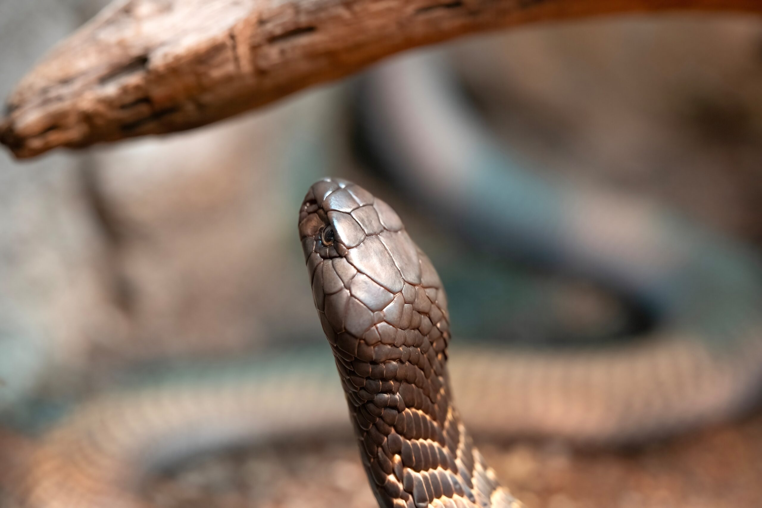 Pexels Miguel 14144154 Tu mascota la serpiente