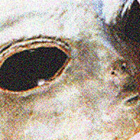 1 21 Dioses o Extraterrestres