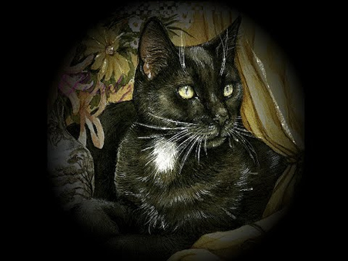 A 162 Leyenda del hueso del gato negro
