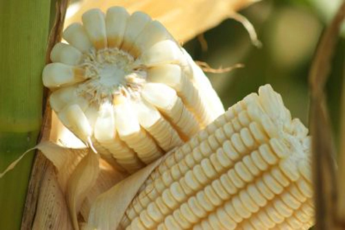 B 127 Leyenda del Maíz Blanco