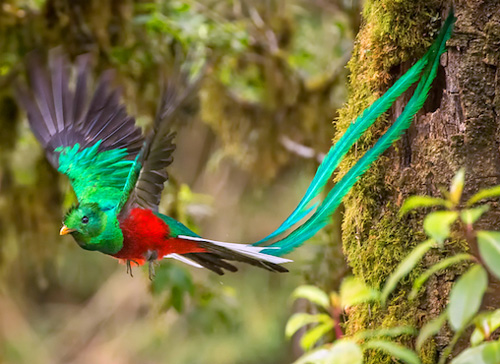B 3 Leyenda del Quetzal