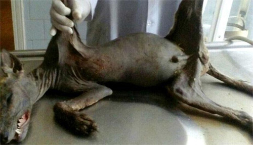 Capturan y matan al legendario Chupacabras en Ucrania