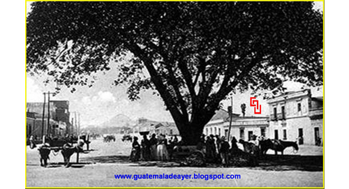 E 1 19 El árbol de Amate