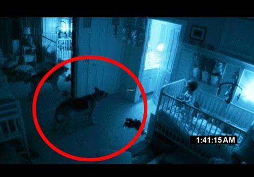 4 Señales que pueden demostrar que tu mascota está viendo un Fantasma