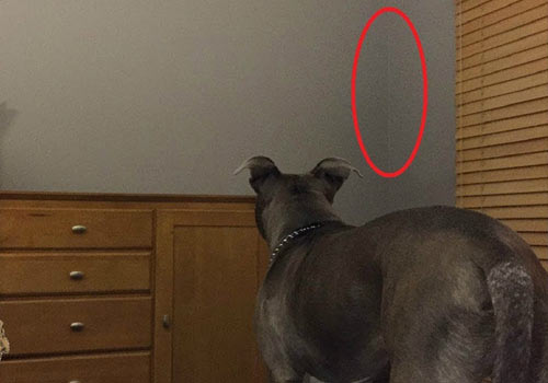 4 Señales que pueden demostrar que tu mascota está viendo un Fantasma