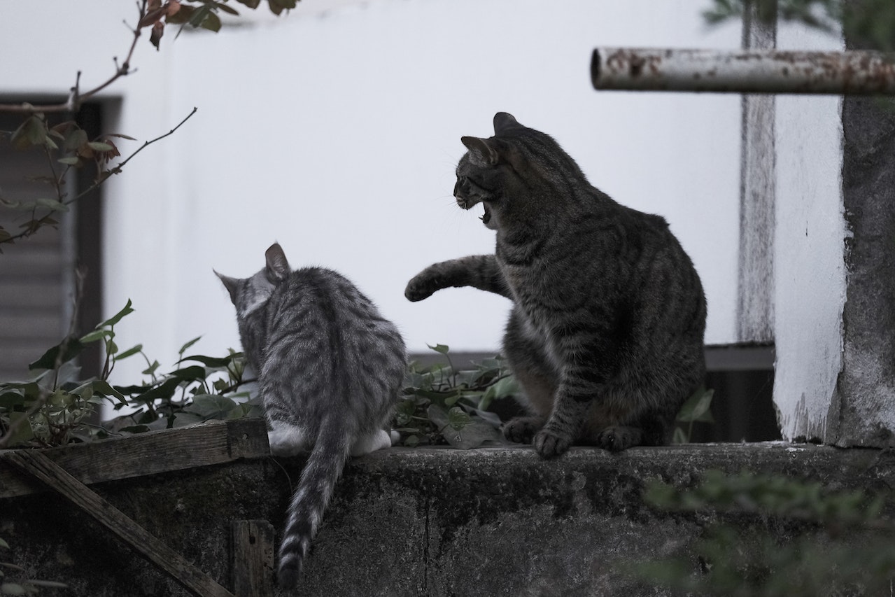 Pexels Luca Finardi 7376855 Mascota Asesina