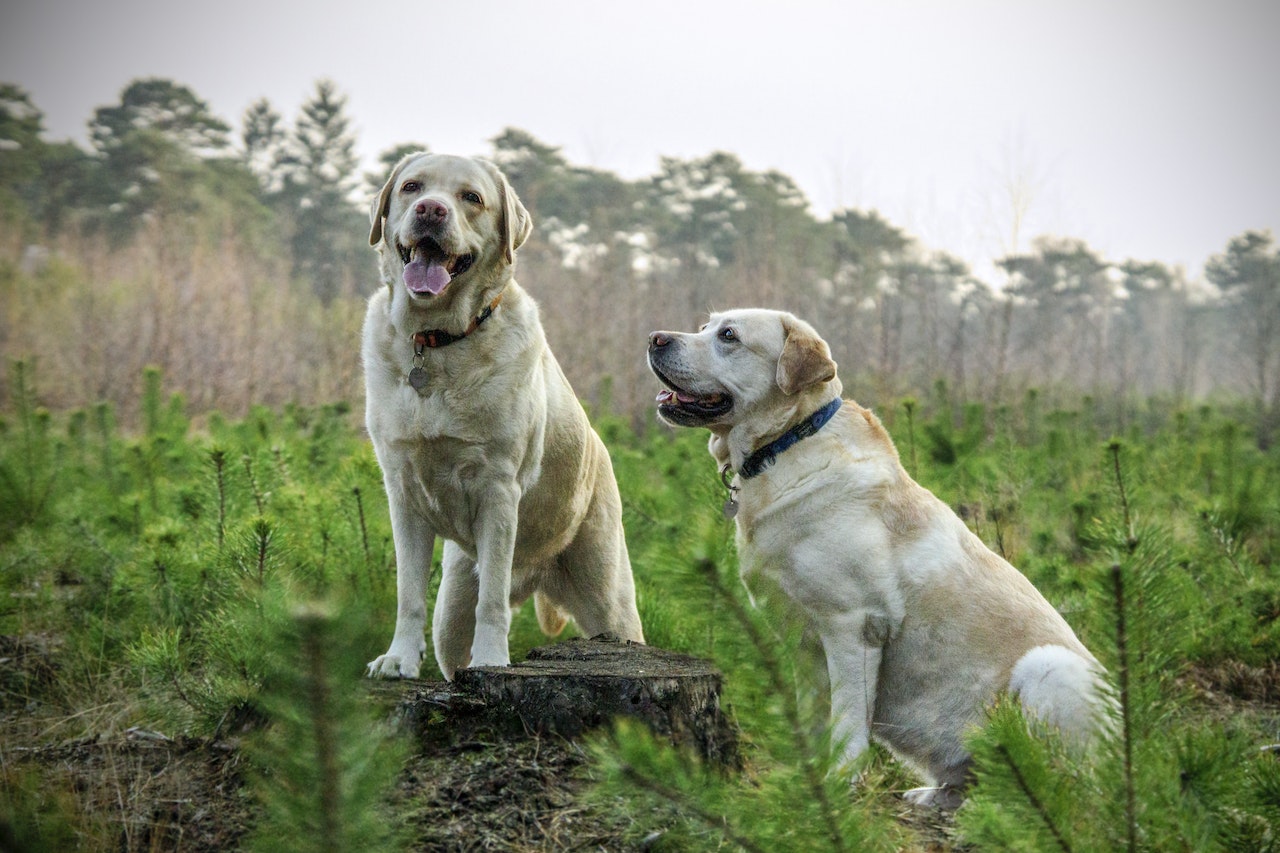 Pexels Pixabay 35638 Leyenda del Perro