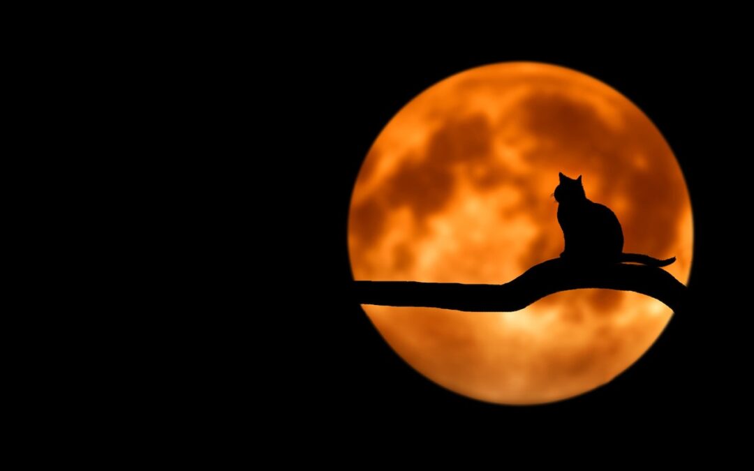 ¿Fantasma Animal?