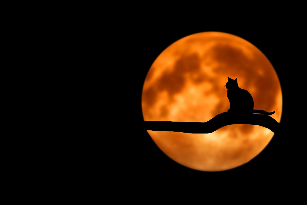 Pexels Pixabay 35888 Fantasma Animal