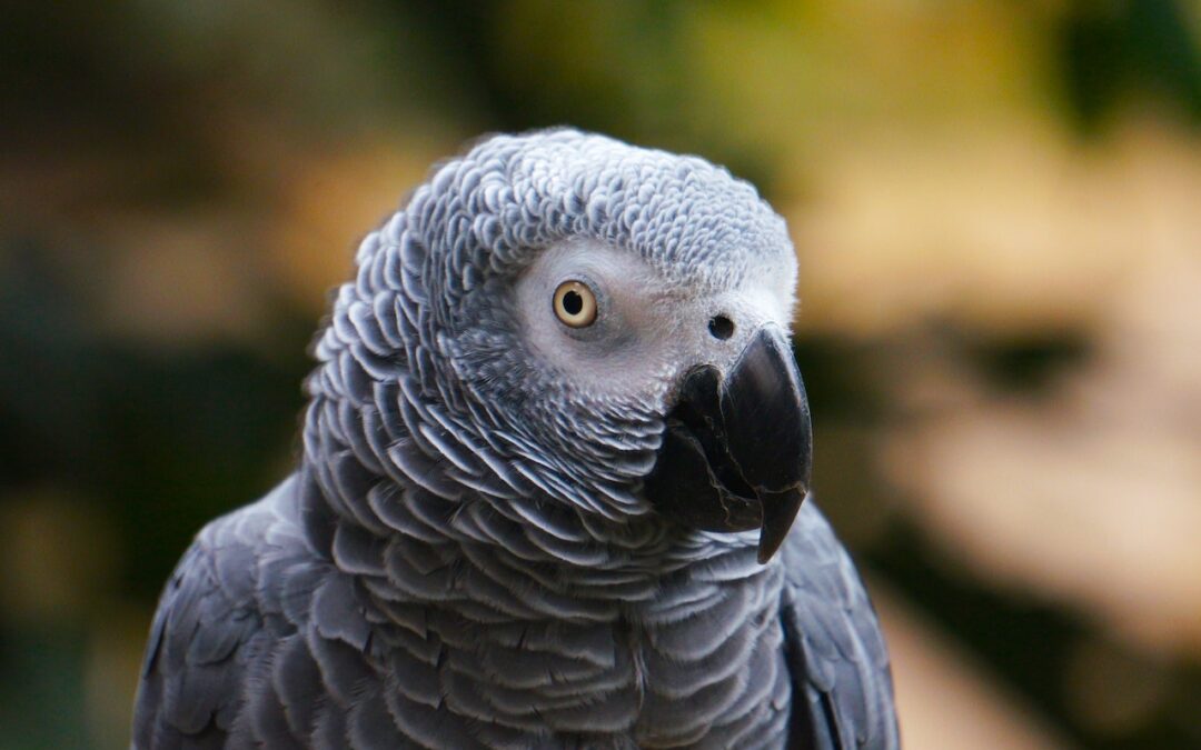 El Loro