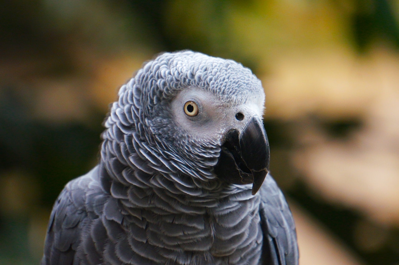 Pexels Pixabay 531495 El Loro