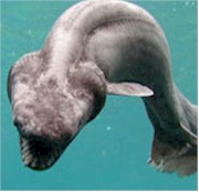 Tiburon Un tiburón prehistórico apareció en Japón